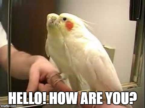 Cockatiel Makes a Friend | HELLO! HOW ARE YOU? | image tagged in cockatiel,mirror,hello how are you,talking to yourself,funny animals,birds | made w/ Imgflip meme maker