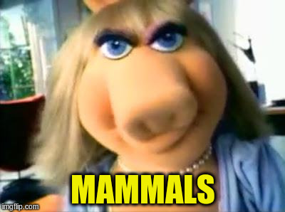 MAMMALS | made w/ Imgflip meme maker