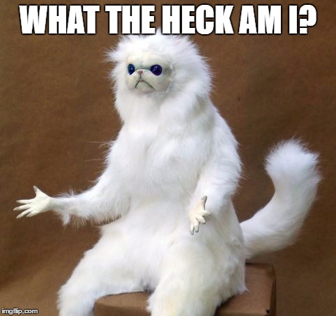 What the Heck Cat | WHAT THE HECK AM I? | image tagged in what the heck cat | made w/ Imgflip meme maker