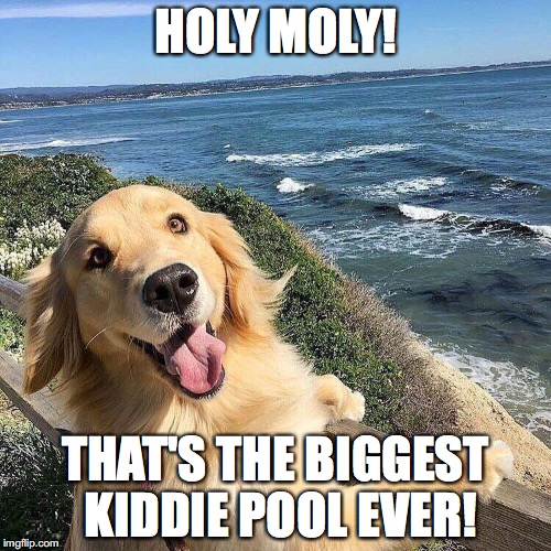 HOLY MOLY! THAT'S THE BIGGEST KIDDIE POOL EVER! | image tagged in look | made w/ Imgflip meme maker