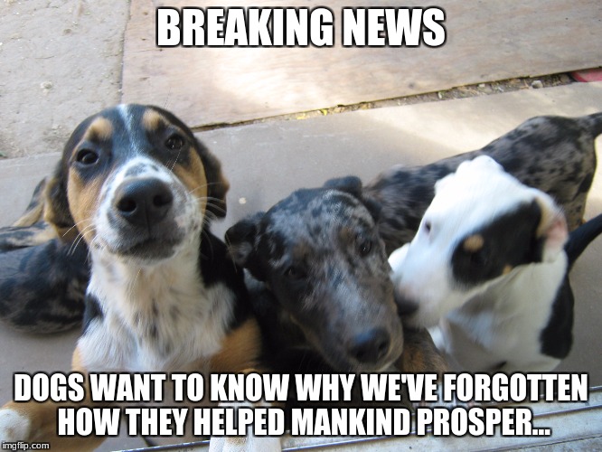 BREAKING NEWS; DOGS WANT TO KNOW WHY WE'VE FORGOTTEN HOW THEY HELPED MANKIND PROSPER... | image tagged in mongosfarm | made w/ Imgflip meme maker