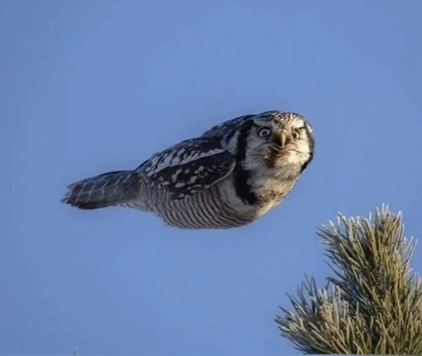 High Quality Owl Blank Meme Template