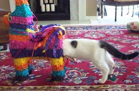 Pinata Cat Blank Meme Template