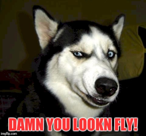 Lookn fly | DAMN YOU LOOKN FLY! | image tagged in dog,dogs,looking,sexy,handsome,funny memes | made w/ Imgflip meme maker