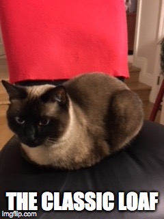 the Classic Loaf | THE CLASSIC LOAF | image tagged in cats,lol | made w/ Imgflip meme maker