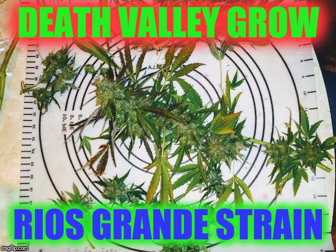 DEATH VALLEY GROW; RIOS GRANDE STRAIN | image tagged in rios grande death valley grow | made w/ Imgflip meme maker