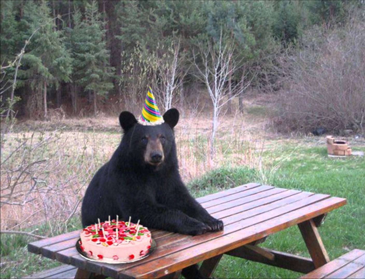 High Quality Birthday Bear Blank Meme Template