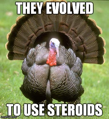 Turkey | THEY EVOLVED; TO USE STEROIDS | image tagged in memes,turkey | made w/ Imgflip meme maker