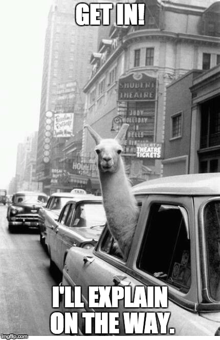 llama | GET IN! I'LL EXPLAIN ON THE WAY. | image tagged in llama | made w/ Imgflip meme maker