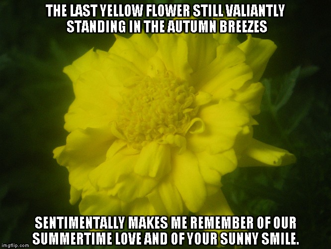 Your Sunny Smile | THE LAST YELLOW FLOWER STILL VALIANTLY STANDING IN THE AUTUMN BREEZES; SENTIMENTALLY MAKES ME REMEMBER OF OUR SUMMERTIME LOVE AND OF YOUR SUNNY SMILE. | image tagged in yellow flowers,autumn,love,summertime,smiles | made w/ Imgflip meme maker