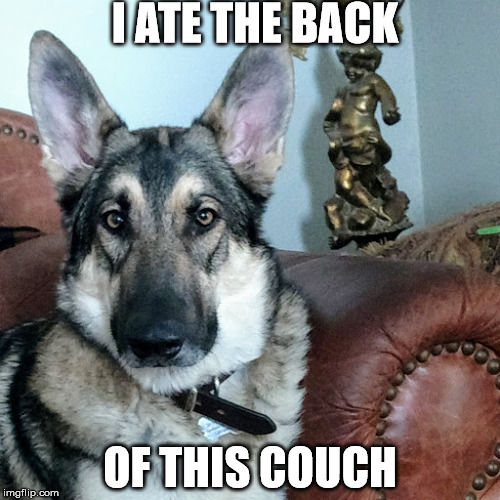 I ATE THE BACK; OF THIS COUCH | image tagged in sundogsplace | made w/ Imgflip meme maker