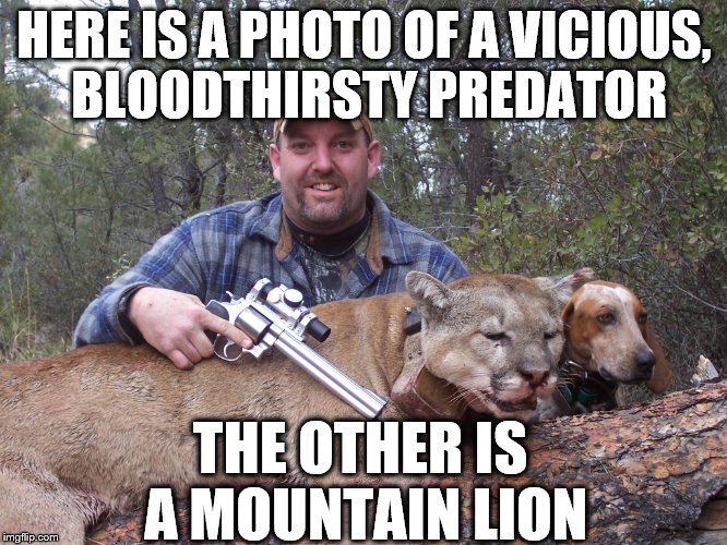 predator | HERE IS A PHOTO OF A VICIOUS, BLOODTHIRSTY PREDATOR; THE OTHER IS A MOUNTAIN LION | image tagged in hunter,mountain lion,animal | made w/ Imgflip meme maker