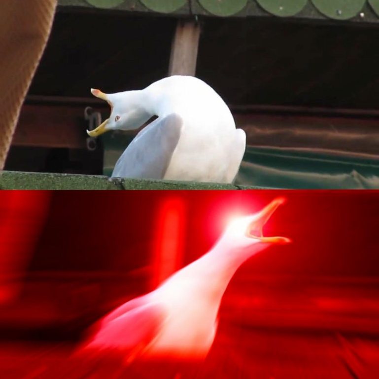 BOY seagull Blank Meme Template