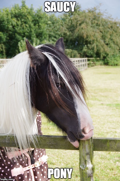 SAUCY; PONY | image tagged in saucy horsie | made w/ Imgflip meme maker