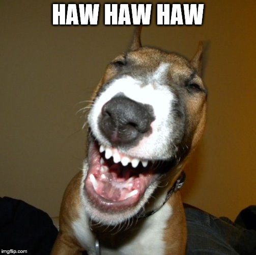 laughing dog | HAW HAW HAW | image tagged in laughing dog | made w/ Imgflip meme maker