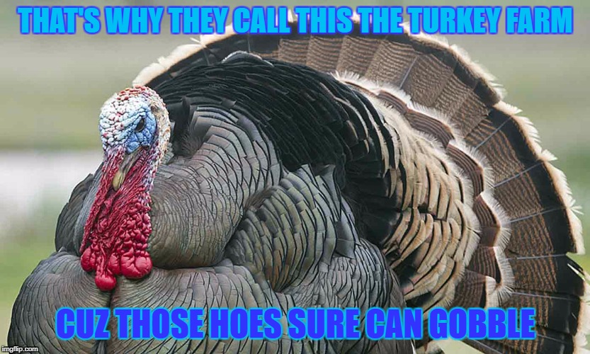 THAT'S WHY THEY CALL THIS THE TURKEY FARM CUZ THOSE HOES SURE CAN GOBBLE | made w/ Imgflip meme maker