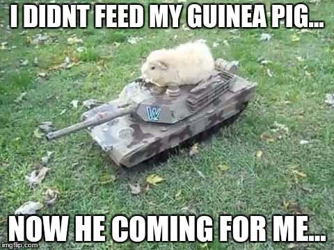 Guinea pig tank | I DIDNT FEED MY GUINEA PIG... NOW HE COMING FOR ME... | image tagged in guinea pig tank | made w/ Imgflip meme maker