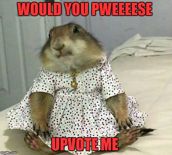 WOULD YOU PWEEEESE; UPVOTE ME | image tagged in cutie pie | made w/ Imgflip meme maker