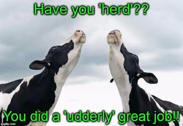 singing cows | Have you 'herd'?? You did a 'udderly' great job!! | image tagged in singing cows | made w/ Imgflip meme maker