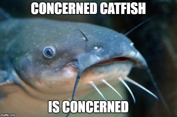 CONCERNED CATFISH; IS CONCERNED | image tagged in catfish,worry,original meme,potato | made w/ Imgflip meme maker