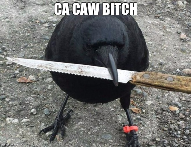 ca caw bitch | CA CAW BITCH | image tagged in memes,bitch,ca caw bitch | made w/ Imgflip meme maker