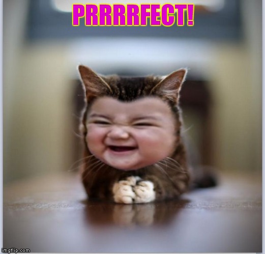 evil toddler kitten | PRRRRFECT! | image tagged in evil toddler kitten | made w/ Imgflip meme maker