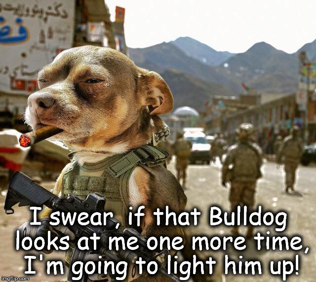 I swear, if that Bulldog looks at me one more time, I'm going to light him up! | image tagged in little attitude dog | made w/ Imgflip meme maker