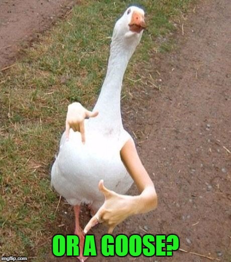 OR A GOOSE? | made w/ Imgflip meme maker