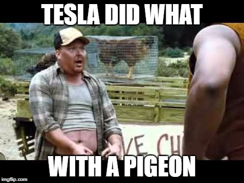 TESLA DID WHAT; WITH A PIGEON | image tagged in tesla | made w/ Imgflip meme maker