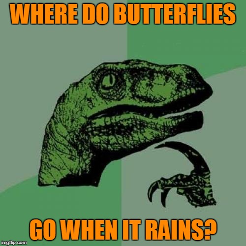I'm thinking the raindrops could damage their wings | WHERE DO BUTTERFLIES; GO WHEN IT RAINS? | image tagged in memes,philosoraptor,nature,rain,water,butterflies | made w/ Imgflip meme maker
