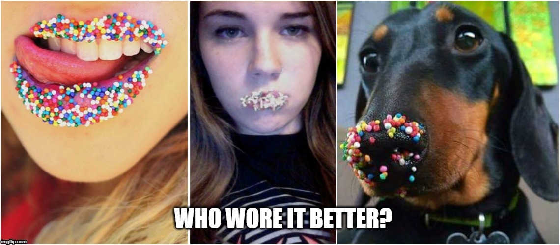 Wore it better? | WHO WORE IT BETTER? | image tagged in funny,dog,wore it better,sexy | made w/ Imgflip meme maker