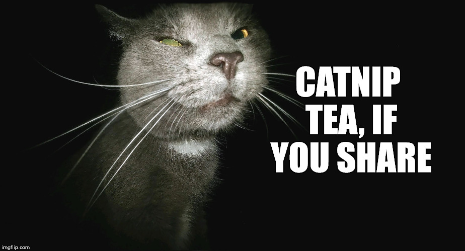 Stalker Cat | CATNIP TEA, IF YOU SHARE | image tagged in stalker cat | made w/ Imgflip meme maker