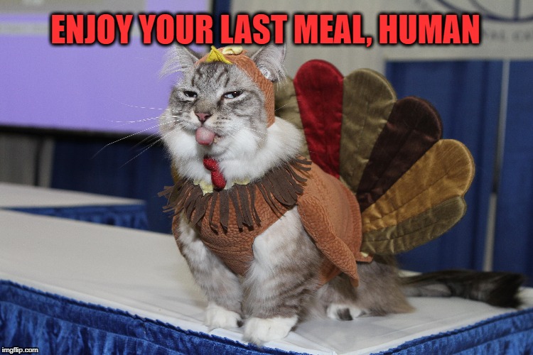 My Name is NOT Tom | ENJOY YOUR LAST MEAL, HUMAN | image tagged in thanksgiving,funny cats,cats,cat,turkey | made w/ Imgflip meme maker