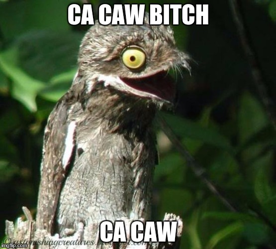 ca caw bitch | CA CAW BITCH; CA CAW | image tagged in ca caw bitch,ca caw | made w/ Imgflip meme maker