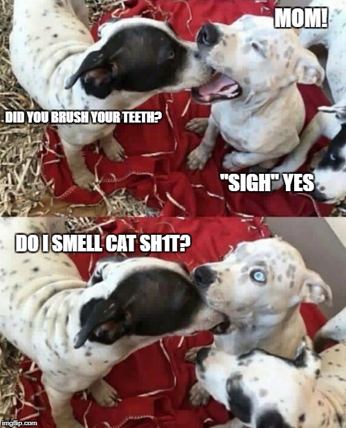 How to tell if your dog has been eating cat poop or just check the litter box. Either way works.  | MOM! DID YOU BRUSH YOUR TEETH? "SIGH" YES; DO I SMELL CAT SH1T? | image tagged in memes,dog mom,annoyed dog,advice dog | made w/ Imgflip meme maker