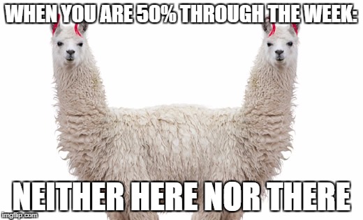 WHEN YOU ARE 50% THROUGH THE WEEK:; NEITHER HERE NOR THERE | image tagged in memes | made w/ Imgflip meme maker
