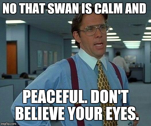 That Would Be Great Meme | NO THAT SWAN IS CALM AND PEACEFUL. DON'T BELIEVE YOUR EYES. | image tagged in memes,that would be great | made w/ Imgflip meme maker