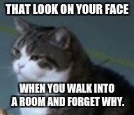 Me every day | THAT LOOK ON YOUR FACE; WHEN YOU WALK INTO A ROOM AND FORGET WHY. | image tagged in forgetfulness,lolcat,lol | made w/ Imgflip meme maker
