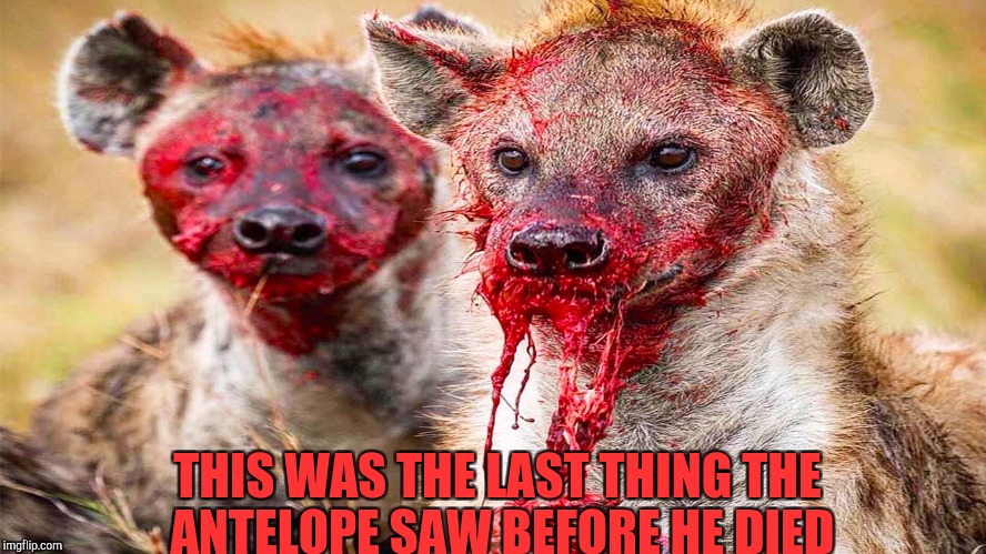 hyena | THIS WAS THE LAST THING THE ANTELOPE SAW BEFORE HE DIED | image tagged in hyena | made w/ Imgflip meme maker