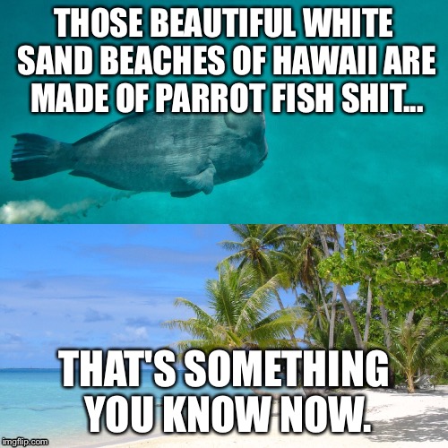 White sand beach facts | THOSE BEAUTIFUL WHITE SAND BEACHES OF HAWAII ARE MADE OF PARROT FISH SHIT... THAT'S SOMETHING YOU KNOW NOW. | image tagged in day at the beach,parrot,fish,hawaii | made w/ Imgflip meme maker
