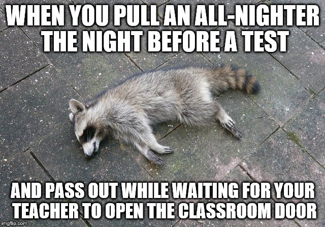 Stop Looking at Memes and Hit the Hay Already | WHEN YOU PULL AN ALL-NIGHTER THE NIGHT BEFORE A TEST; AND PASS OUT WHILE WAITING FOR YOUR TEACHER TO OPEN THE CLASSROOM DOOR | image tagged in racoon,stress,sleep,tired,test,exam | made w/ Imgflip meme maker