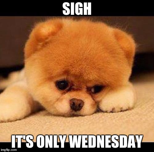 sad dog | SIGH; IT'S ONLY WEDNESDAY | image tagged in sad dog | made w/ Imgflip meme maker