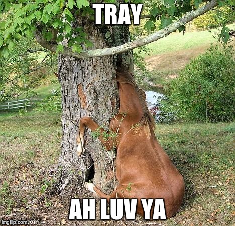 real horses | TRAY; AH LUV YA | image tagged in real horses | made w/ Imgflip meme maker