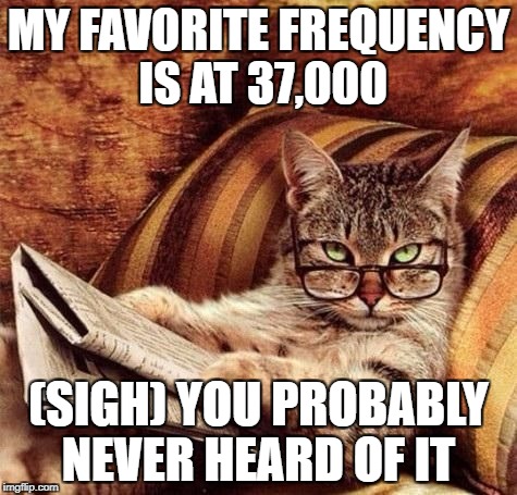 Reading Cat with Glasses | MY FAVORITE FREQUENCY IS AT 37,000; (SIGH) YOU PROBABLY NEVER HEARD OF IT | image tagged in reading cat with glasses | made w/ Imgflip meme maker