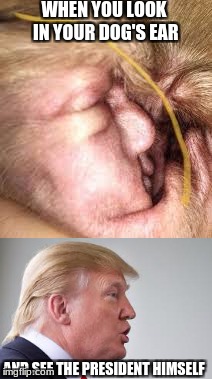 How does this happen? ;-; | WHEN YOU LOOK IN YOUR DOG'S EAR; AND SEE THE PRESIDENT HIMSELF | image tagged in trump,funny | made w/ Imgflip meme maker