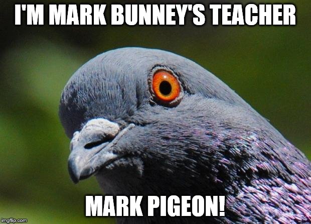 Pigeon | I'M MARK BUNNEY'S TEACHER; MARK PIGEON! | image tagged in pigeon | made w/ Imgflip meme maker