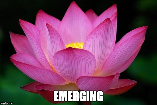 Lotus | EMERGING | image tagged in lotus | made w/ Imgflip meme maker