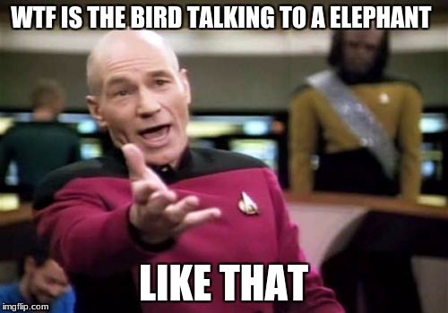 Picard Wtf Meme | WTF IS THE BIRD TALKING TO A ELEPHANT LIKE THAT | image tagged in memes,picard wtf | made w/ Imgflip meme maker