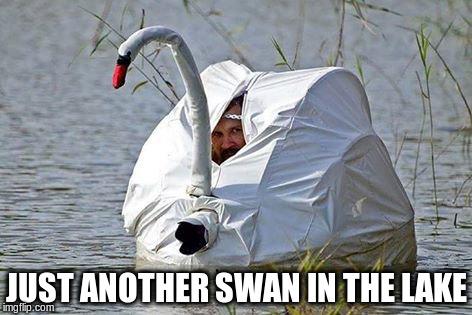 JUST ANOTHER SWAN IN THE LAKE | made w/ Imgflip meme maker