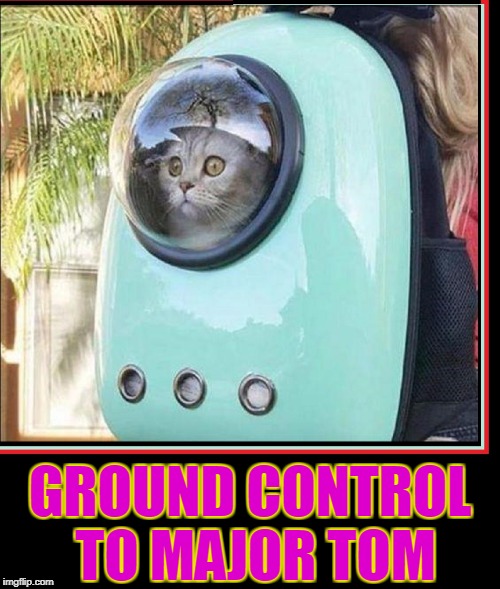 To Boldly Go... on catnip | GROUND CONTROL TO MAJOR TOM | image tagged in vince vance,david bowie,cat memes,funny cat memes,cat in a space ship,cats in outer space | made w/ Imgflip meme maker